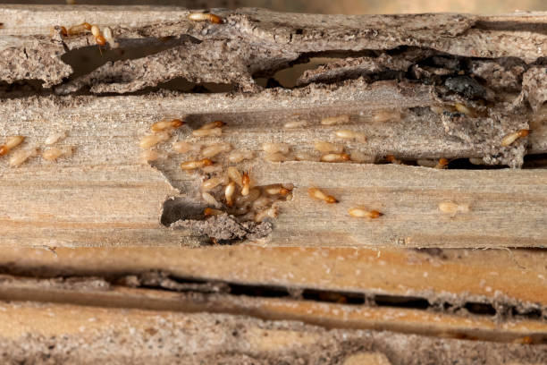 Best Cockroach Control Services  in Midland City, AL